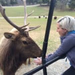 elk feeding zoo
